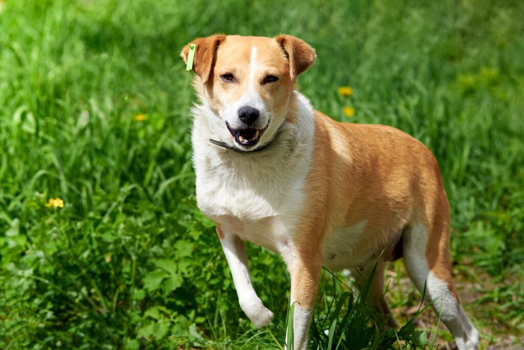 Un cane corre felice su un prato