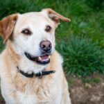 La scelta del cibo per cani sterilizzati è importante per il loro benessere