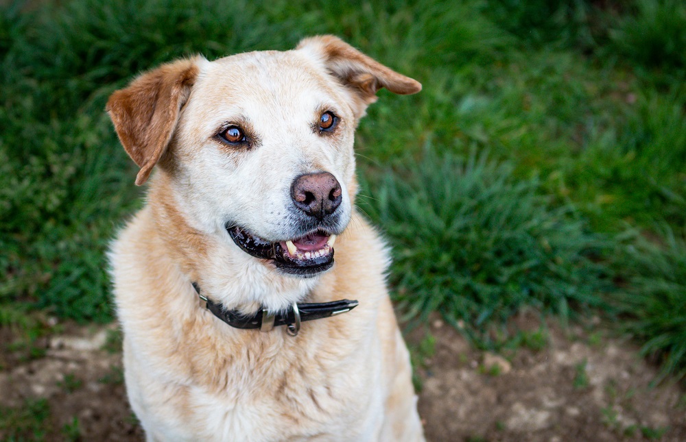 La scelta del cibo per cani sterilizzati è importante per il loro benessere