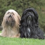 Una coppia di Lhasa Apso: è una razza che ha un innato istinto territoriale