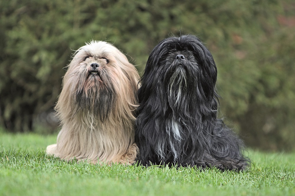 Una coppia di Lhasa Apso: è una razza che ha un innato istinto territoriale