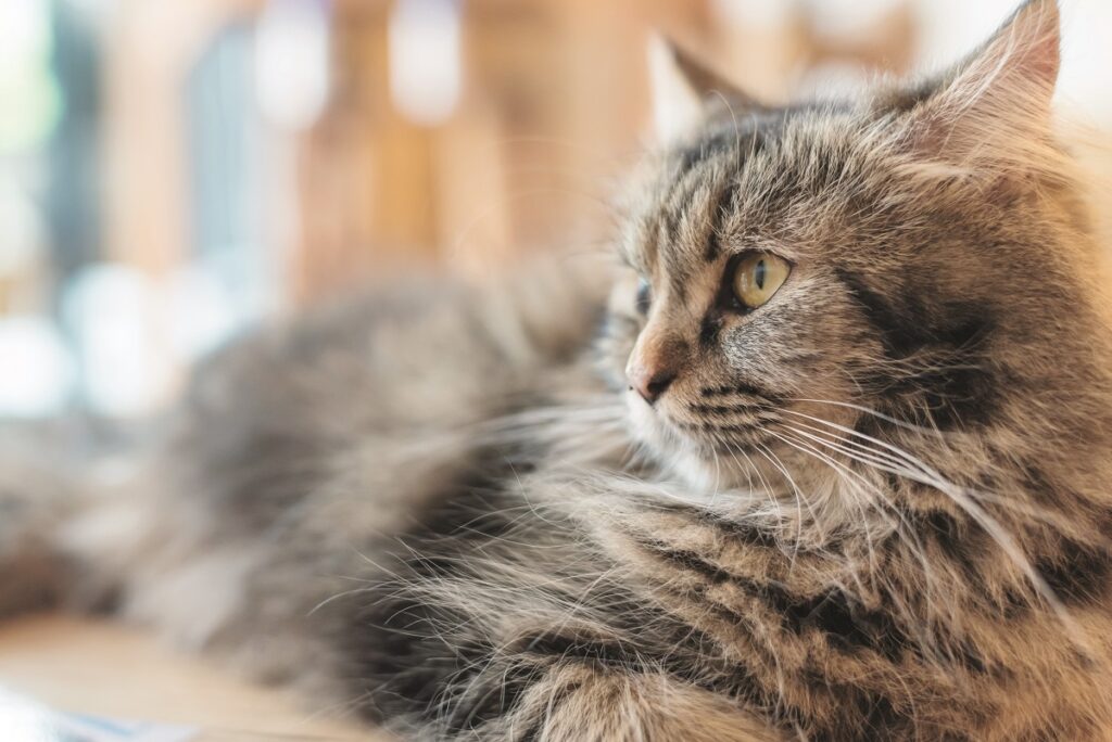 Un gatto disteso si riposa e attende probabilmente il momento di poter mangiare