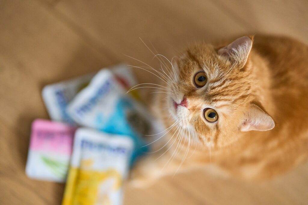 Un gatto guarda in alto e accanto a sé ha delle confezioni di cibo per gatti Monge
