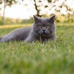 Scegliere il giusto cibo per gatti è importante per la loro salute
