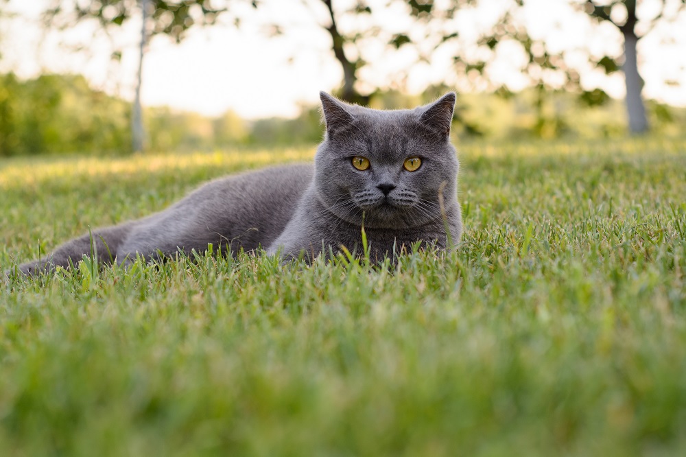 Scegliere il giusto cibo per gatti è importante per la loro salute