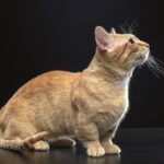 Il Munchkin è un eterno bambino, è un gatto che adora sempre giocare