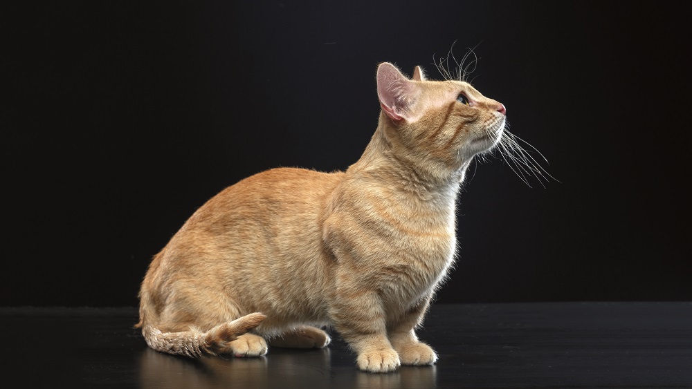 Il Munchkin è un eterno bambino, è un gatto che adora sempre giocare