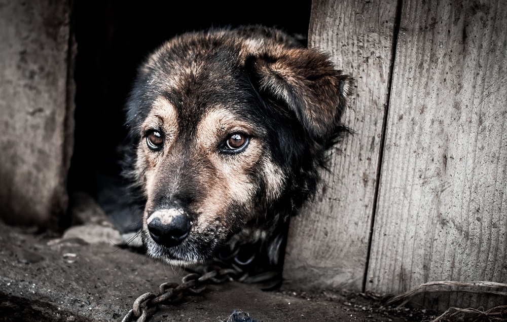 Mai più reati contro gli animali come quello di legare un cane a una catena