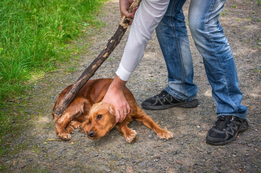 Un uomo picchia un cane con un bastone, tenendogli ferma la testa con una mano