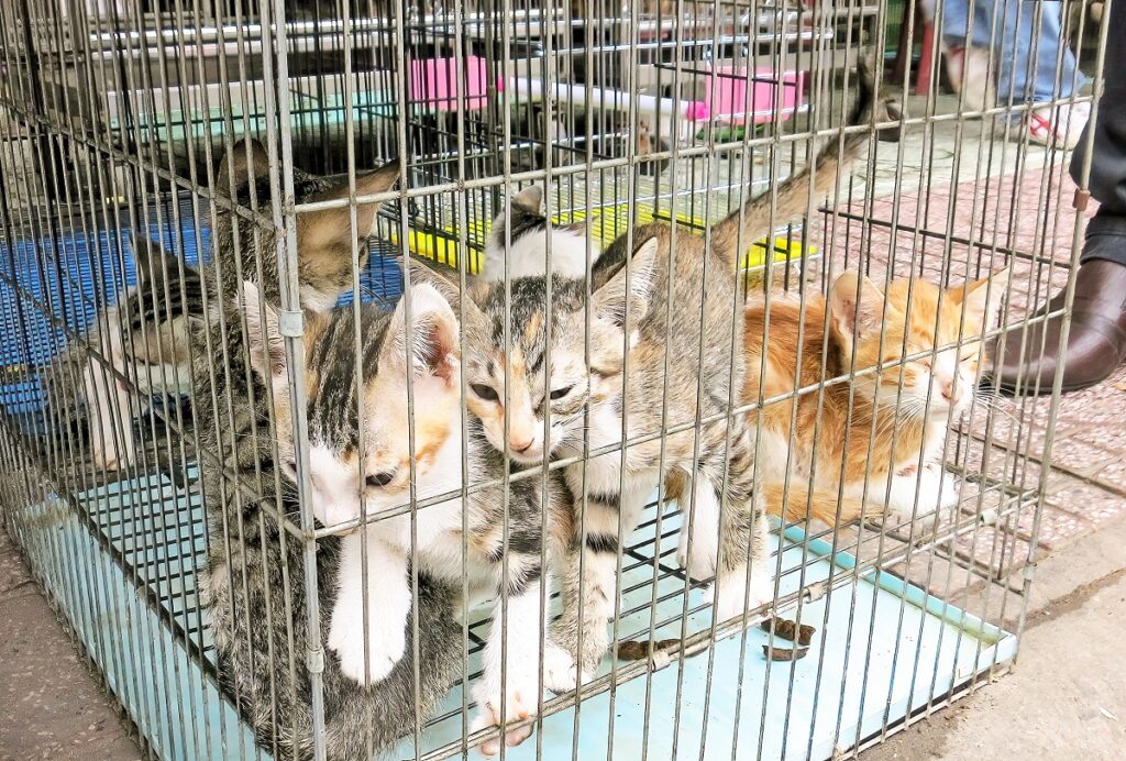 Un gruppo di gattini rinchiusi in una gabbia