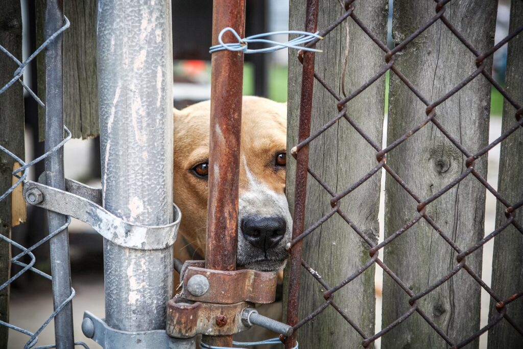 Un cane abbandonato con il muso appoggiato a una rete di un cancello