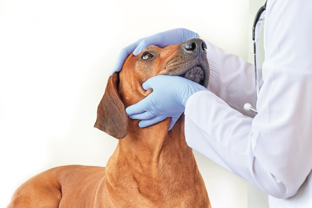 La salute degli occhi di Fido e Micio