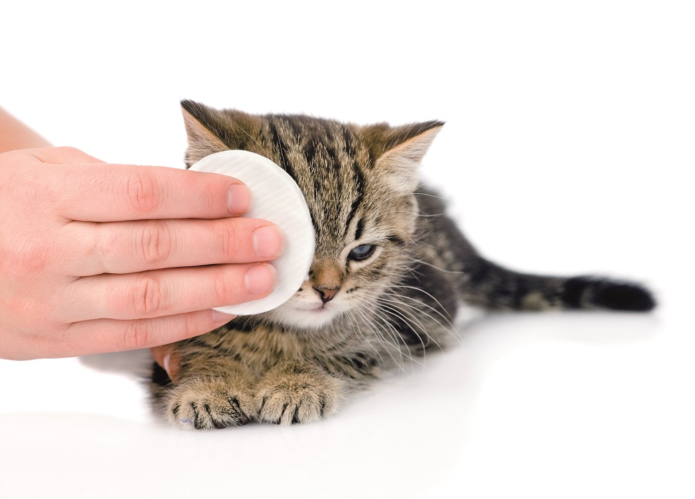Un proprietario pulisce gli occhi del suo gattino con un panno