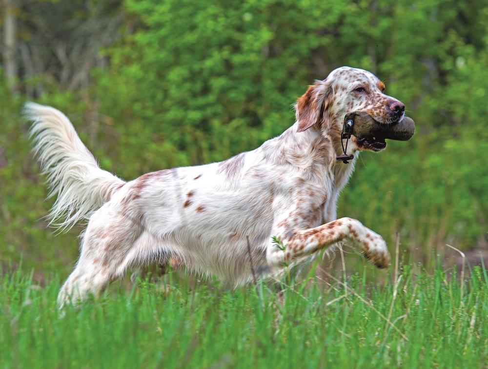 Un Setter Inglese corre felice in un prato
