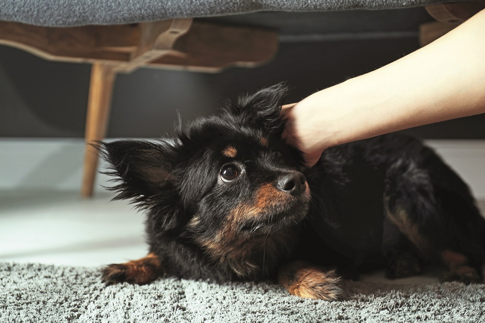Un cane picchiato da una donna a casa