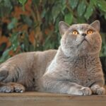Il Certosino è un gatto pigro che non ama i giochi sfrenati