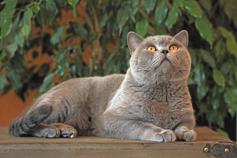 Il Certosino è un gatto pigro che non ama i giochi sfrenati
