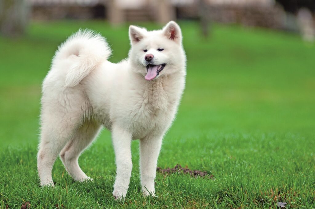 Un esemplare di Akita bianco in un prato