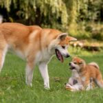 Un Akita con due cuccioli che giocano in un prato