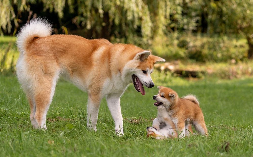 Un Akita con due cuccioli che giocano in un prato