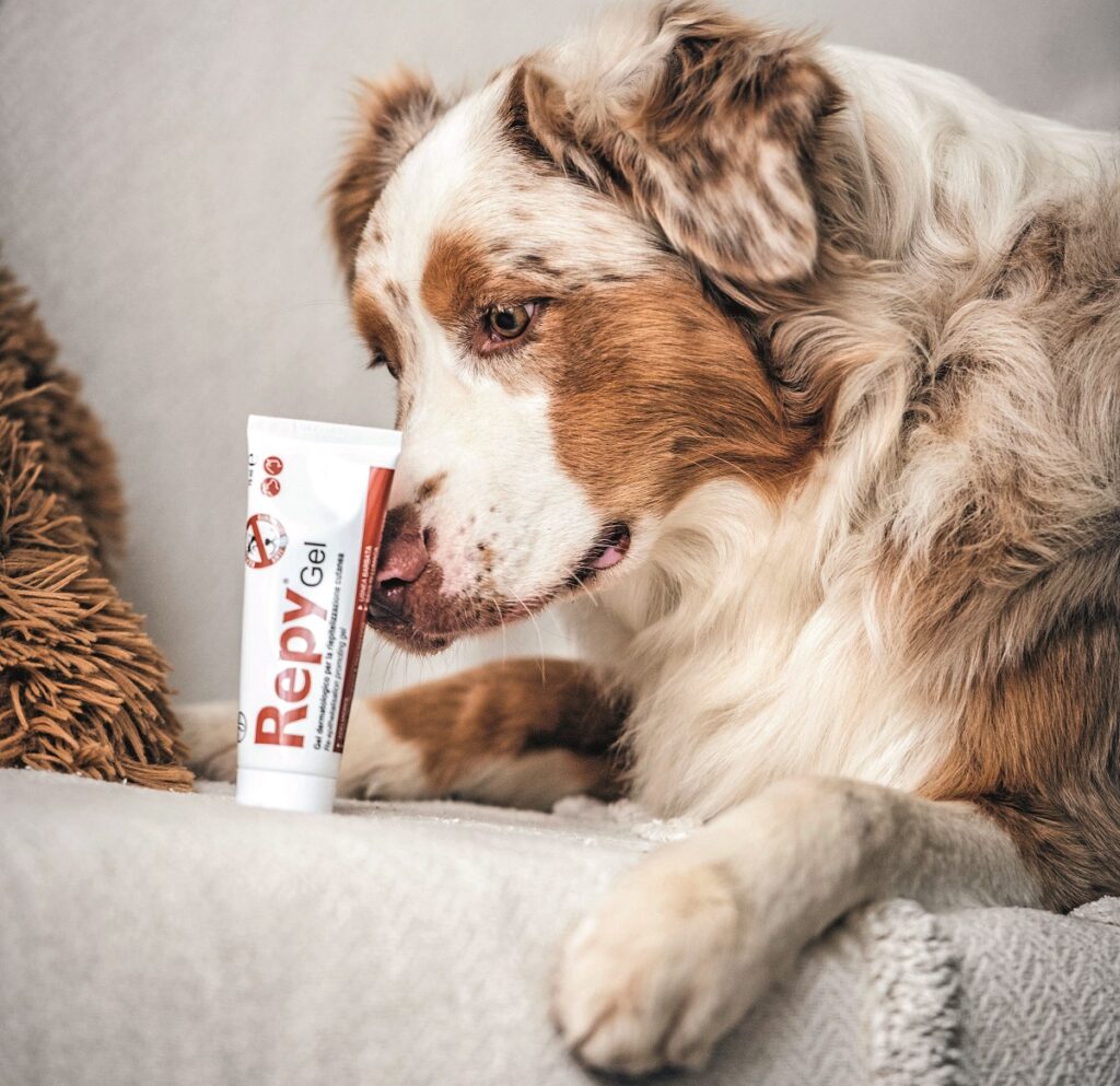 Un cane si riposa sul divano