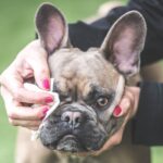 In vacanza con i pet: un proprietario pulisce gli occhi del suo cane mentre passeggiano