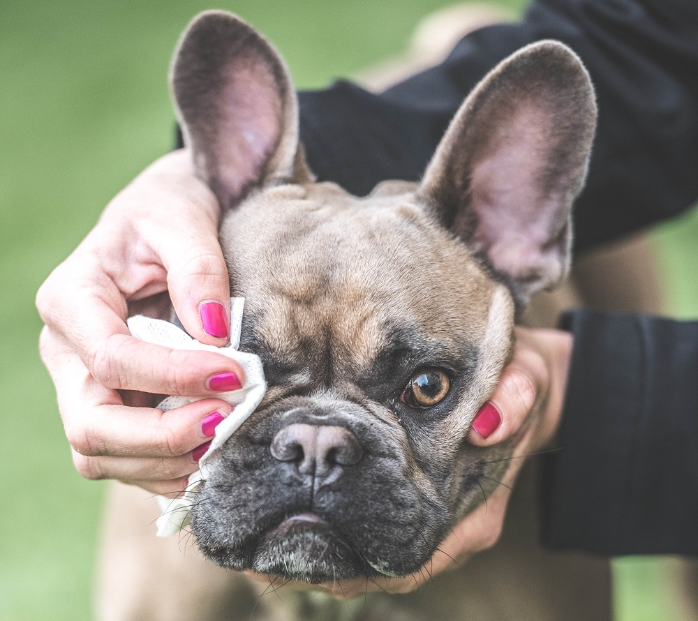 In vacanza con i pet: un proprietario pulisce gli occhi del suo cane mentre passeggiano