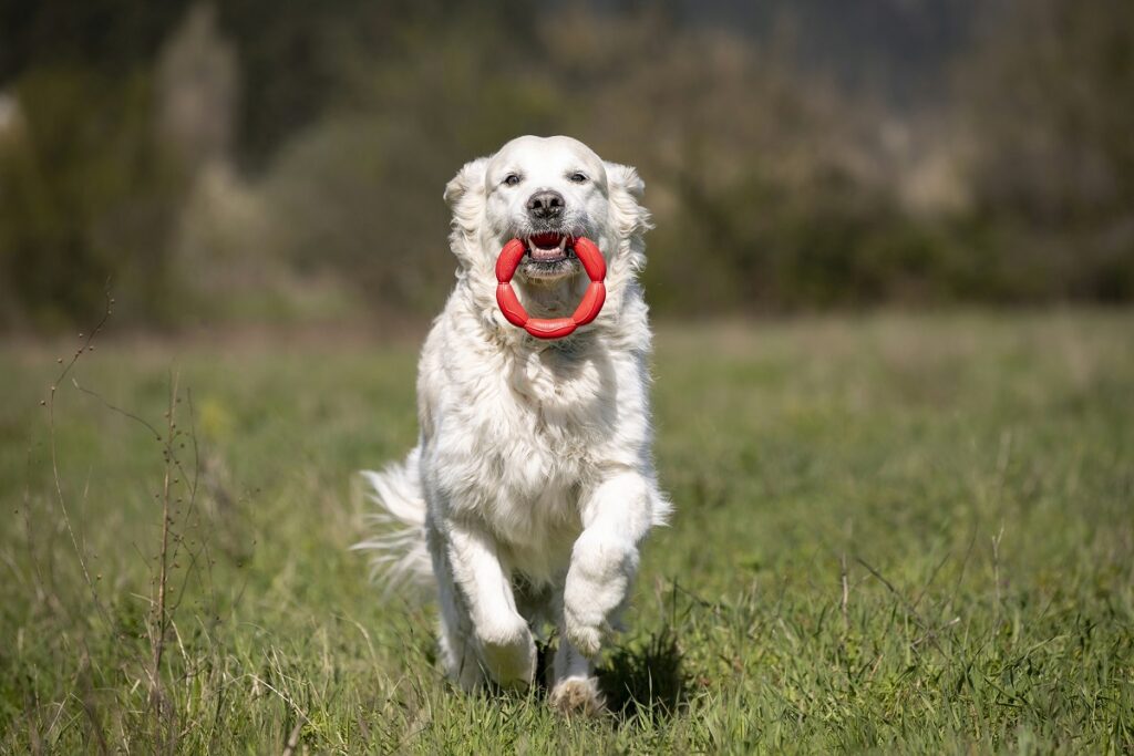 Un cane corre felice in un prato verde tenendo tra i denti un gioco