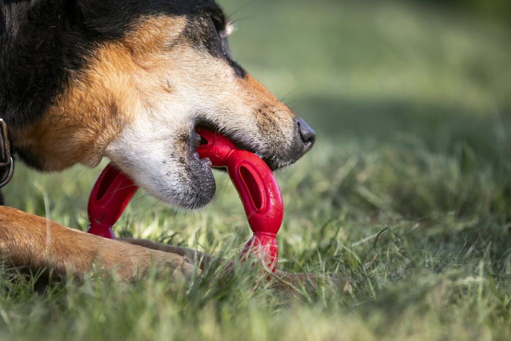 Un cane disteso su un prato morde un gioco