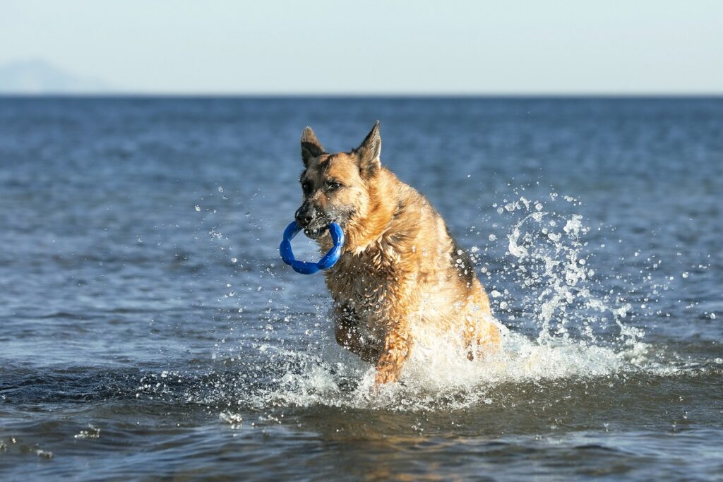 Un cane salta in acqua tenendo un gioco tra i denti