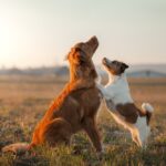 Due cani giocano in un prato: i giochi per cani sono importanti per la loro crescita