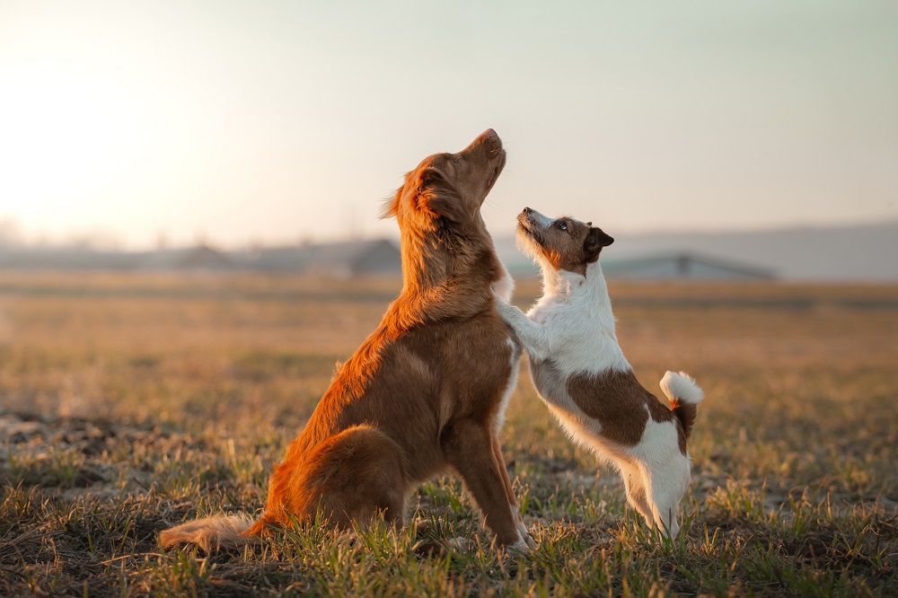 Due cani giocano in un prato: i giochi per cani sono importanti per la loro crescita