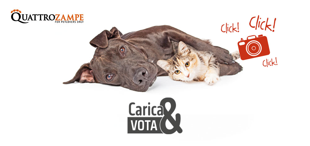 Carica e Vota - Agosto 2025