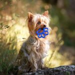 Un cane con un gioco in bocca: anche gli animali vanno tutelati con il riciclo della plastica