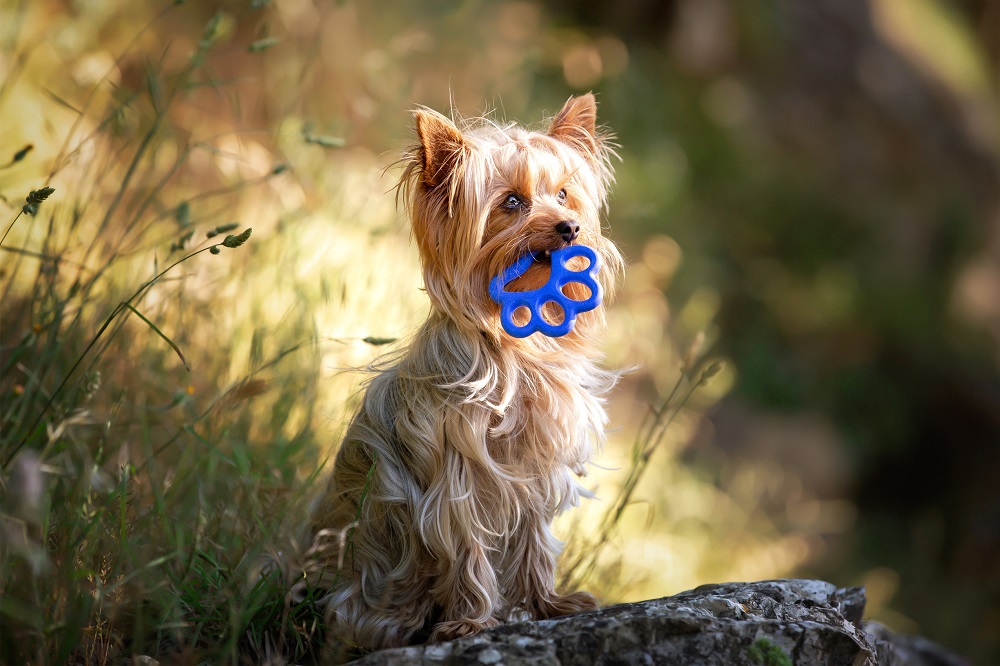 Un cane con un gioco in bocca: anche gli animali vanno tutelati con il riciclo della plastica