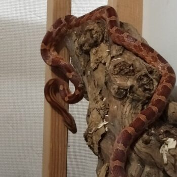 Carica e Vota - Settembre 2025