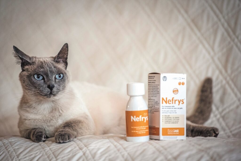 Un gatto disteso sul divano e l'alimento complementare Nefrys® indicato per il benessere dei reni