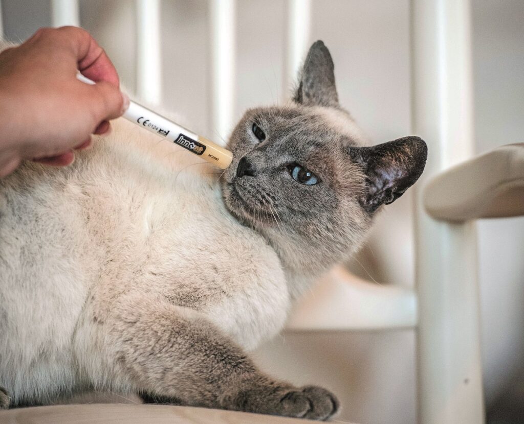 Un trattamento per la malattia renale cronica nel gatto