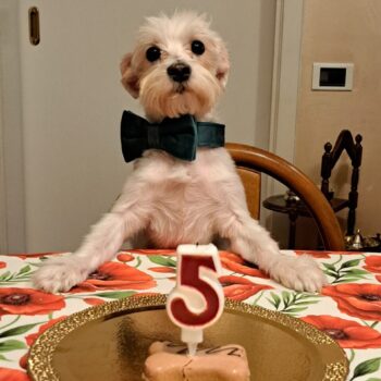 Carica e Vota - Settembre 2025