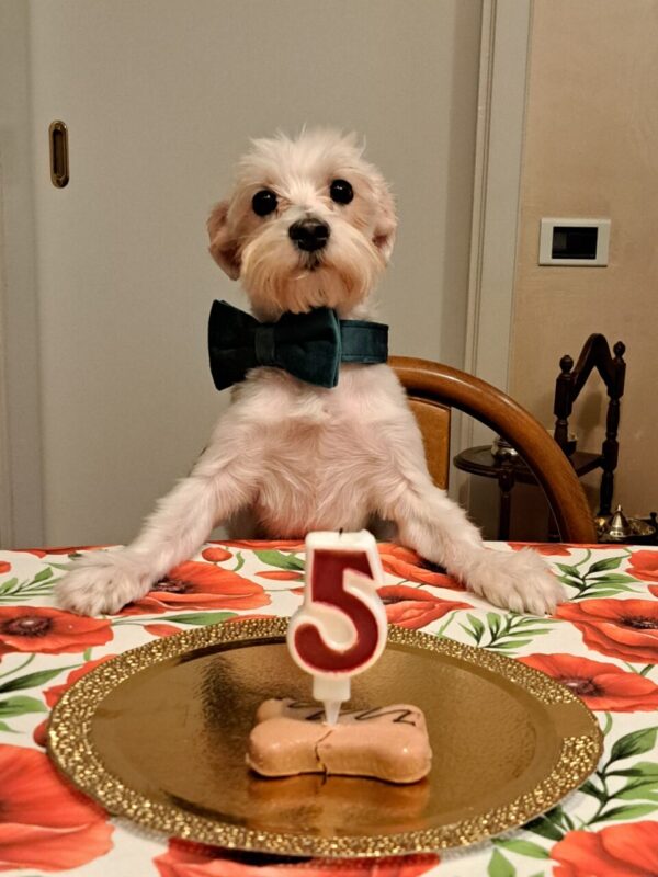 Carica e Vota - Settembre 2025