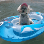 Carica e Vota - Settembre 2025