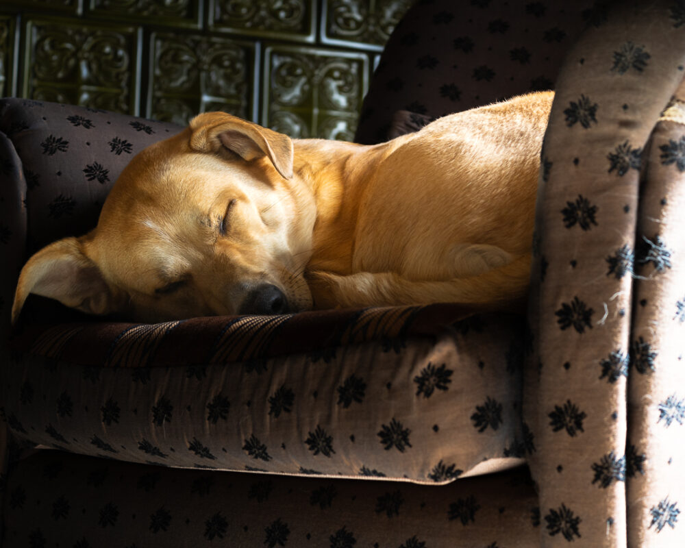 Carica e Vota - Settembre 2025