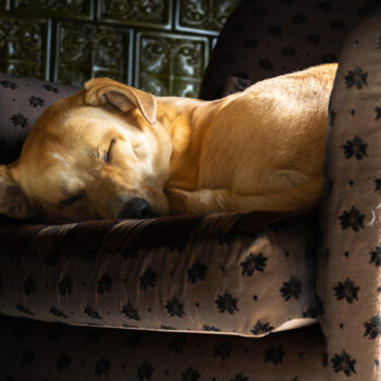 Carica e Vota - Settembre 2025