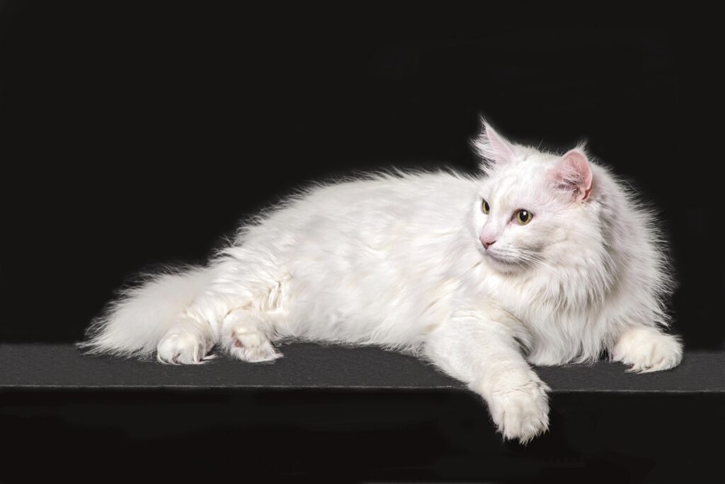 Un esemplare di Angora Turco bianco disteso