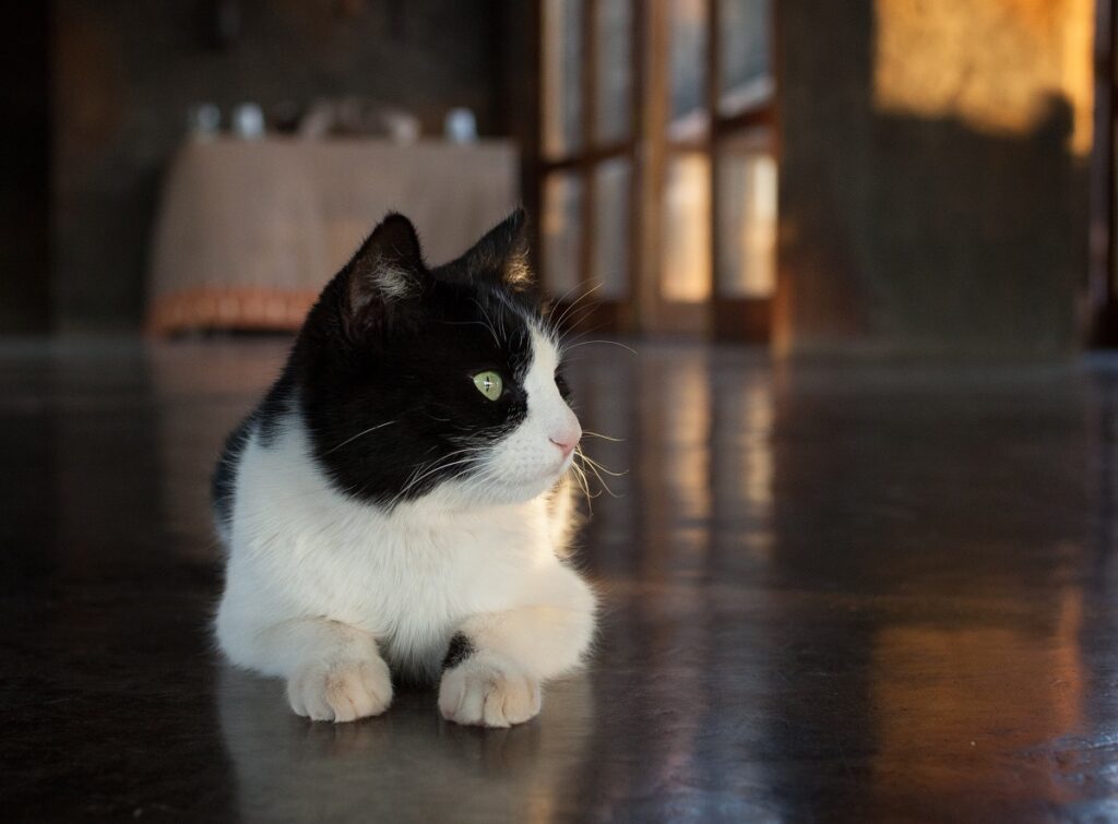 Un gatto in casa disteso sul pavimento