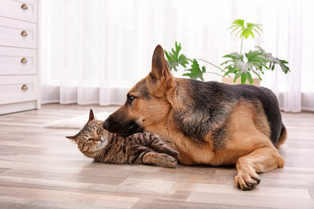 Un cane e un gatto si riposano insieme a casa sdraiati a terra in salotto