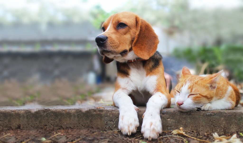 Un Beagle e un gatto marrone si riposano insieme all'aperto