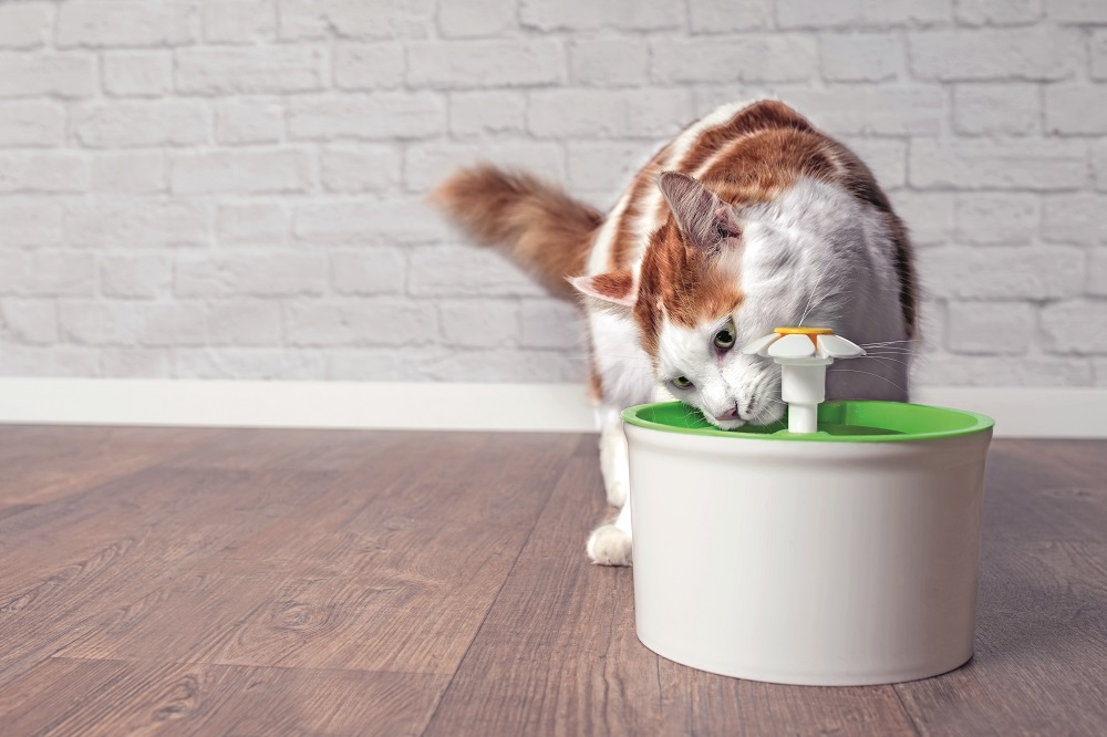 Un gatto beve acqua da una fontana per pet