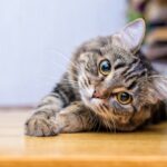 Un gatto grigio disteso per terra: è importante individuare i sintomi della malattia renale cronica nel gatto per tutelare la sua salute