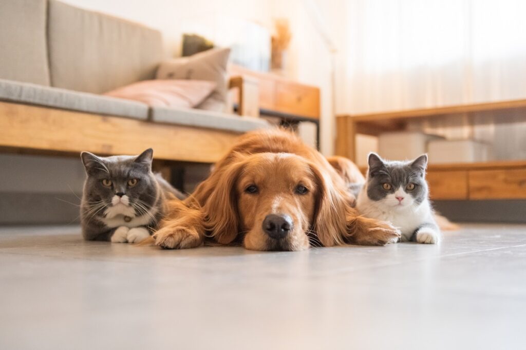 Un cane Golden Hound e due gatti British short-haired distesi sul pavimento di casa